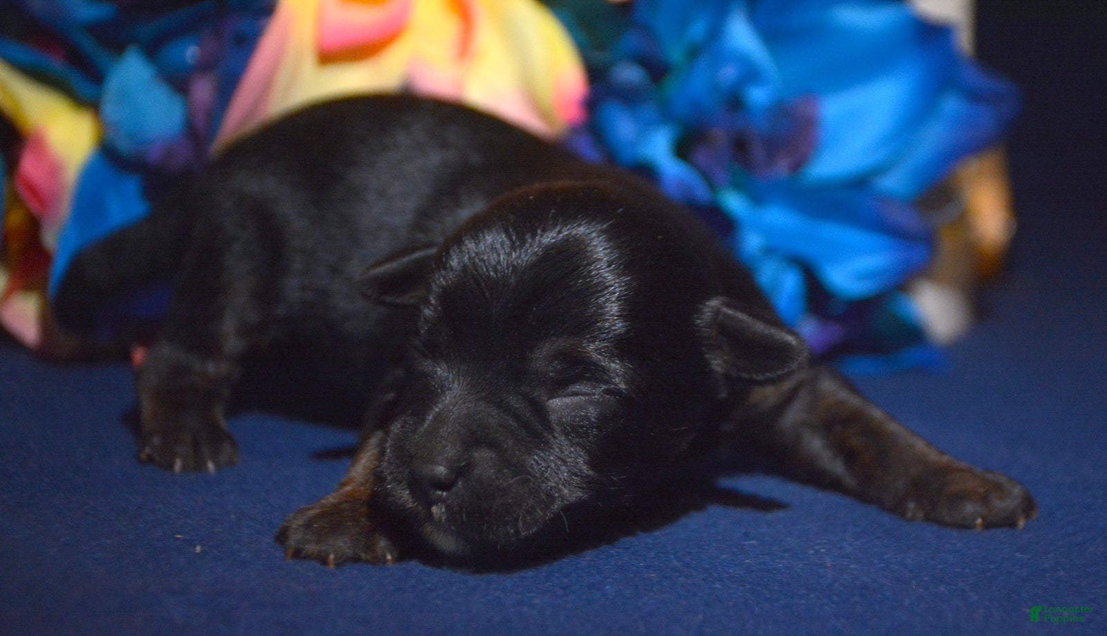 Yorkiepoo dogs Yorkiepoo Percy - Ad 42