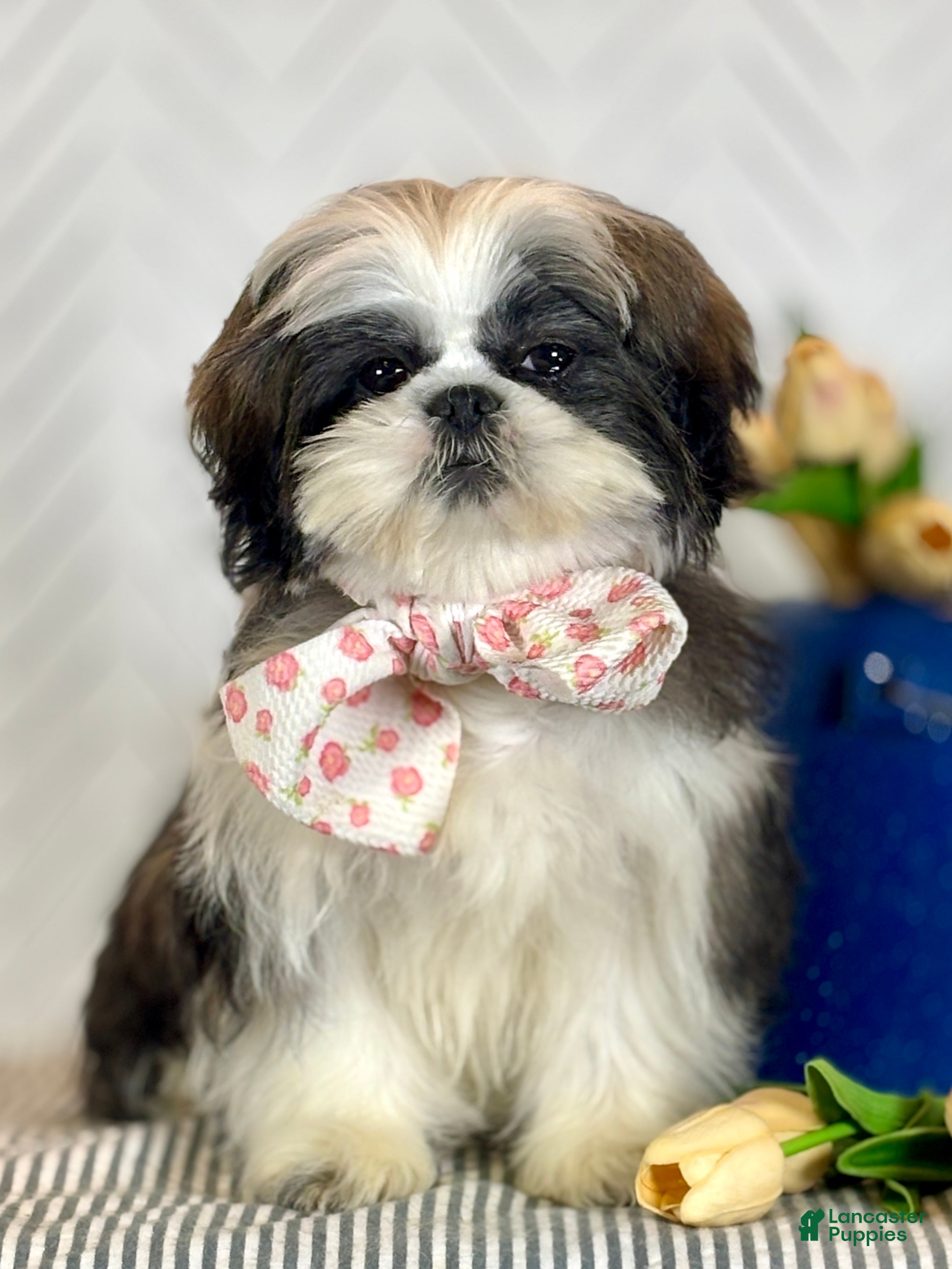 Shih Tzu dogs Carols - Ad 38