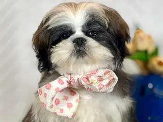 Shih Tzu dogs Carols - Ad 38