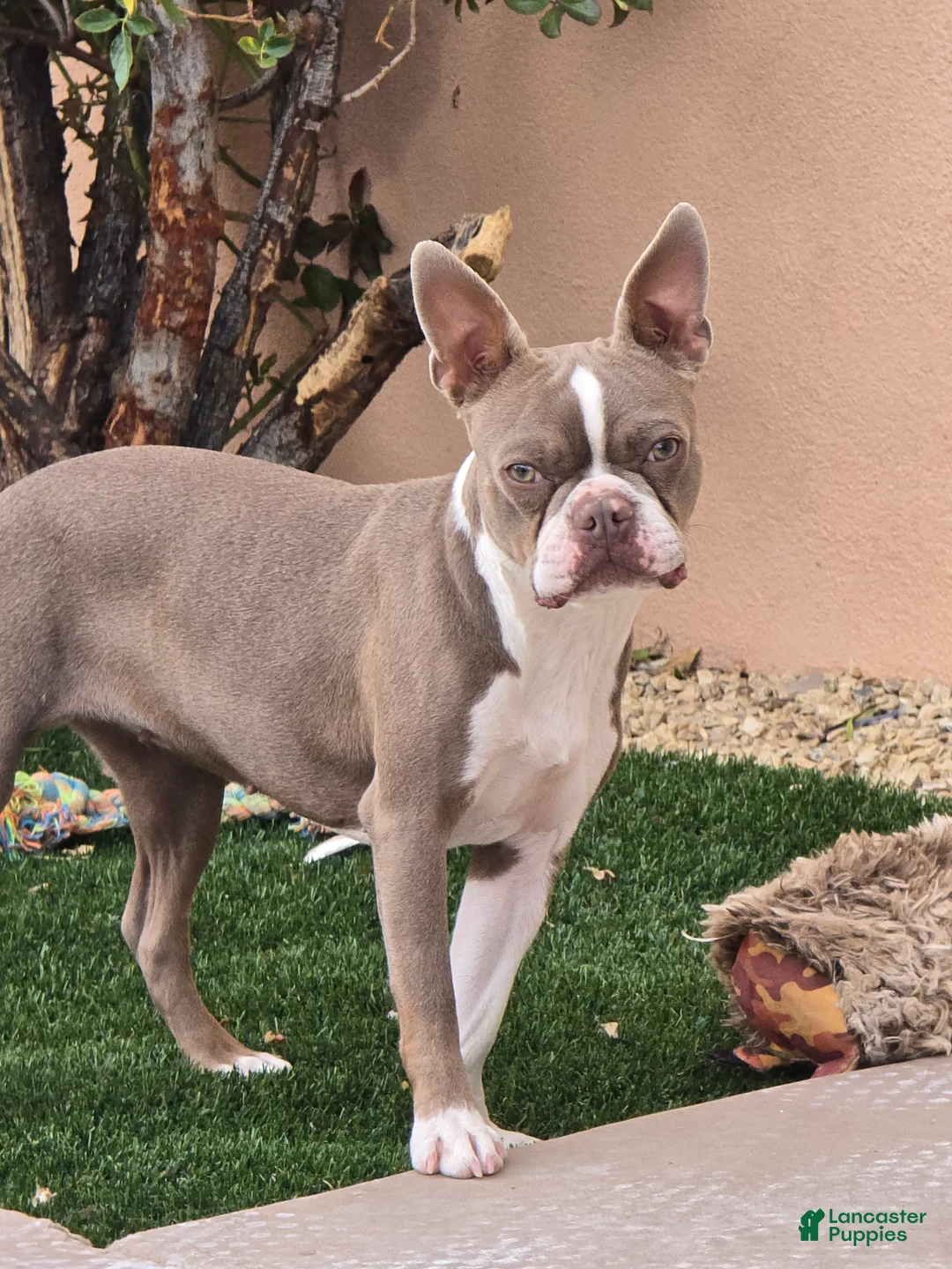 Frenchton dogs for sale: Clover - Ad 2