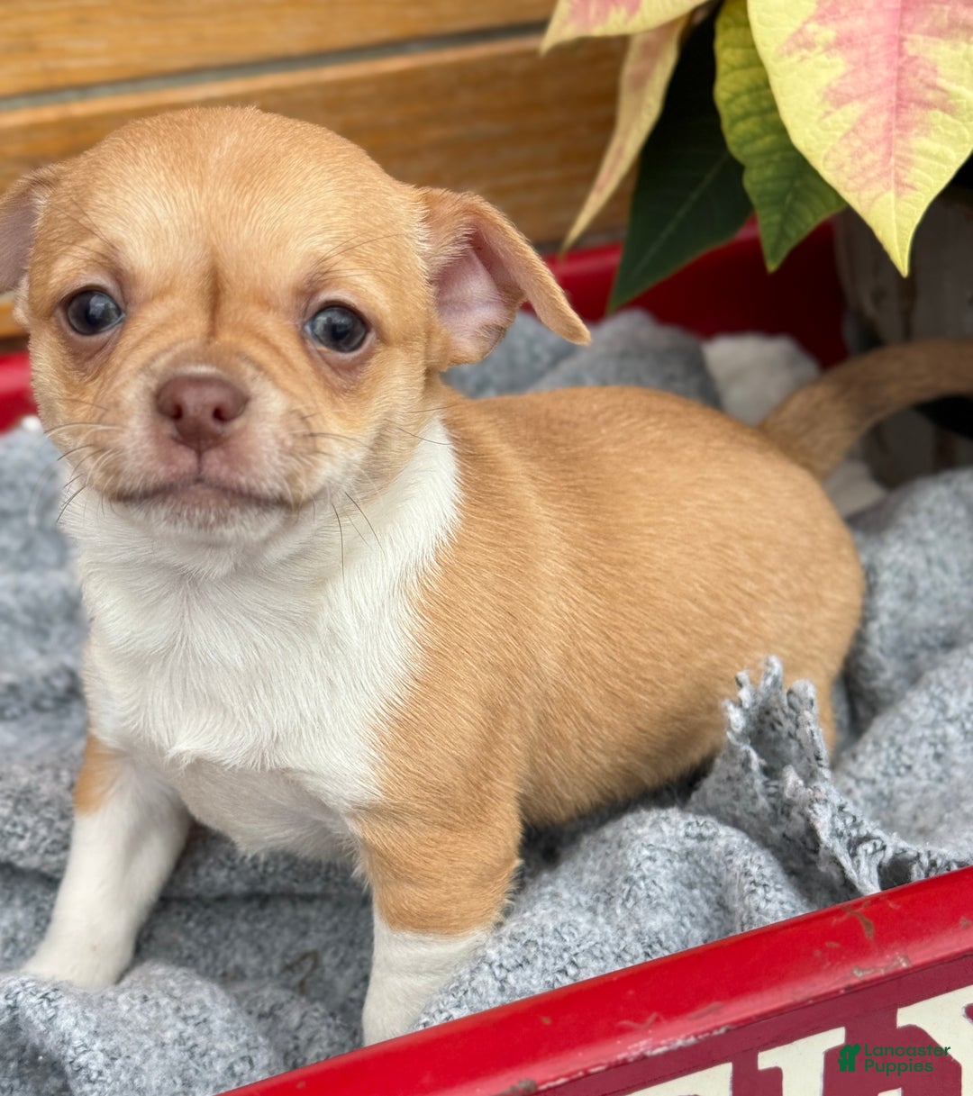 Chihuahua dogs for sale: Crystal - Ad 12