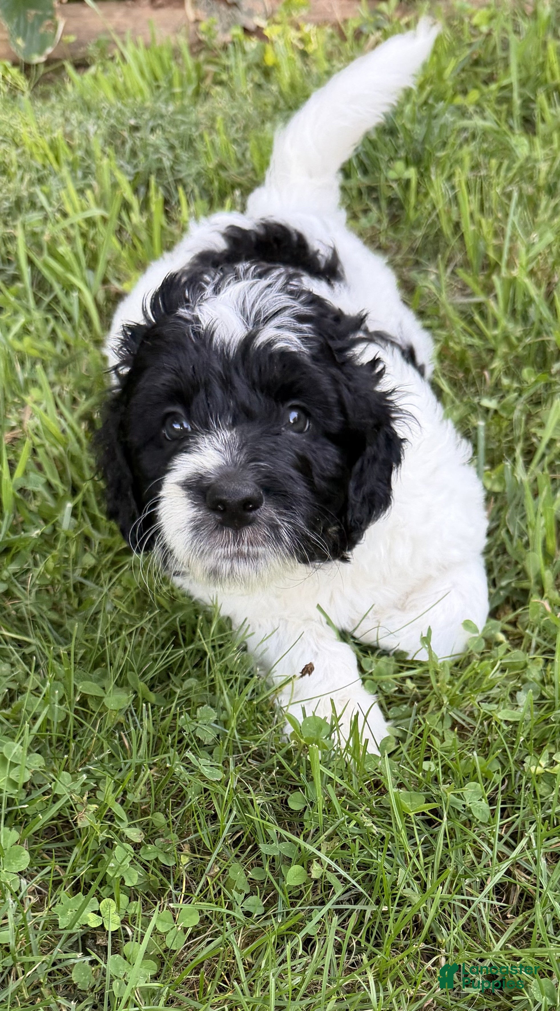 Aussiedoodle dogs Rizzo - Ad 2