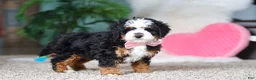 Mini Bernedoodle dogs for sale: Ruby - Ad 1