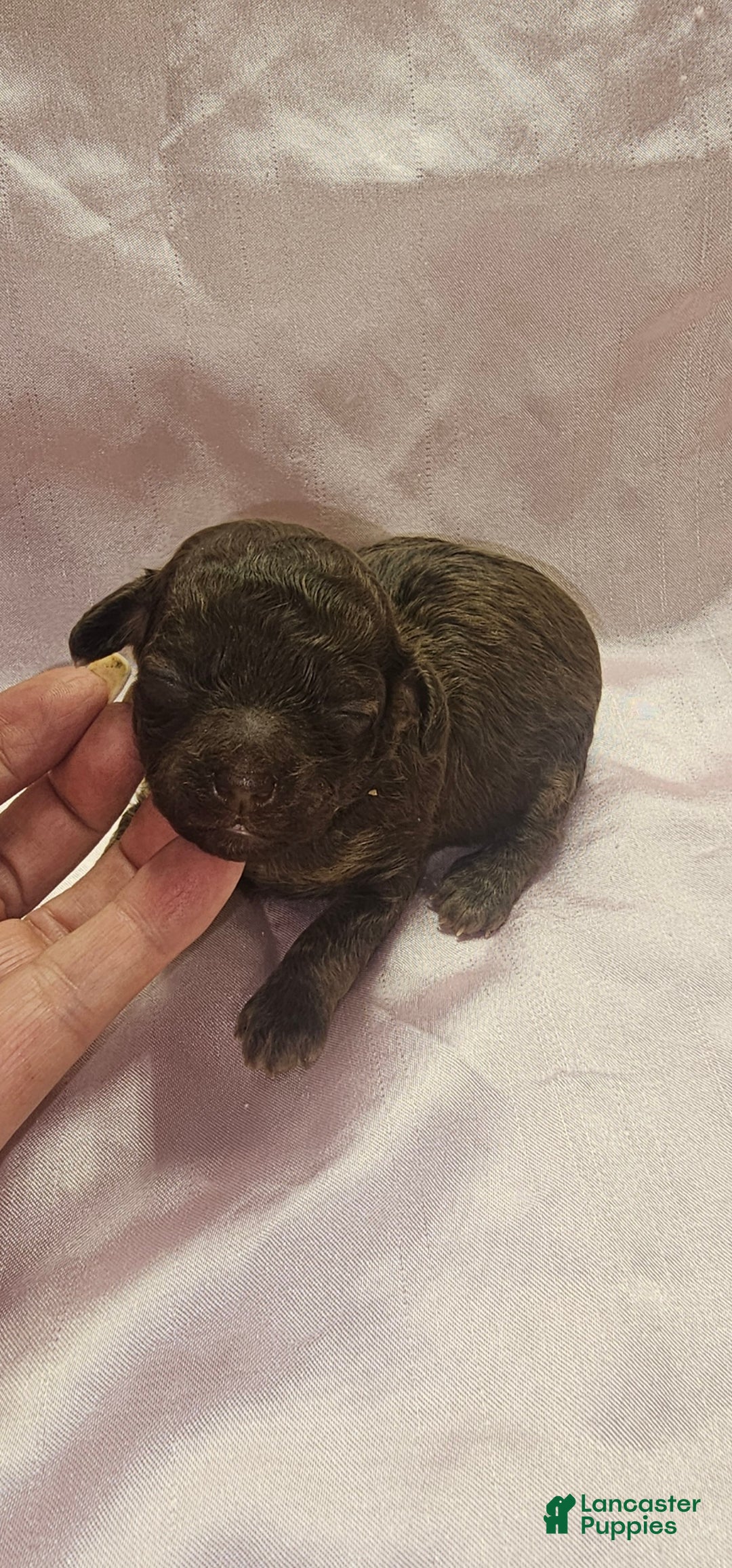 Toy Poodle dogs for sale: Toy Poodle Puppy 2 - Ad 2