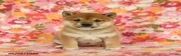 Shiba Inu dogs for sale: Sandy - Ad 3