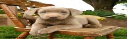Labrador Retriever dogs for sale: Misty Blue - Ad 4