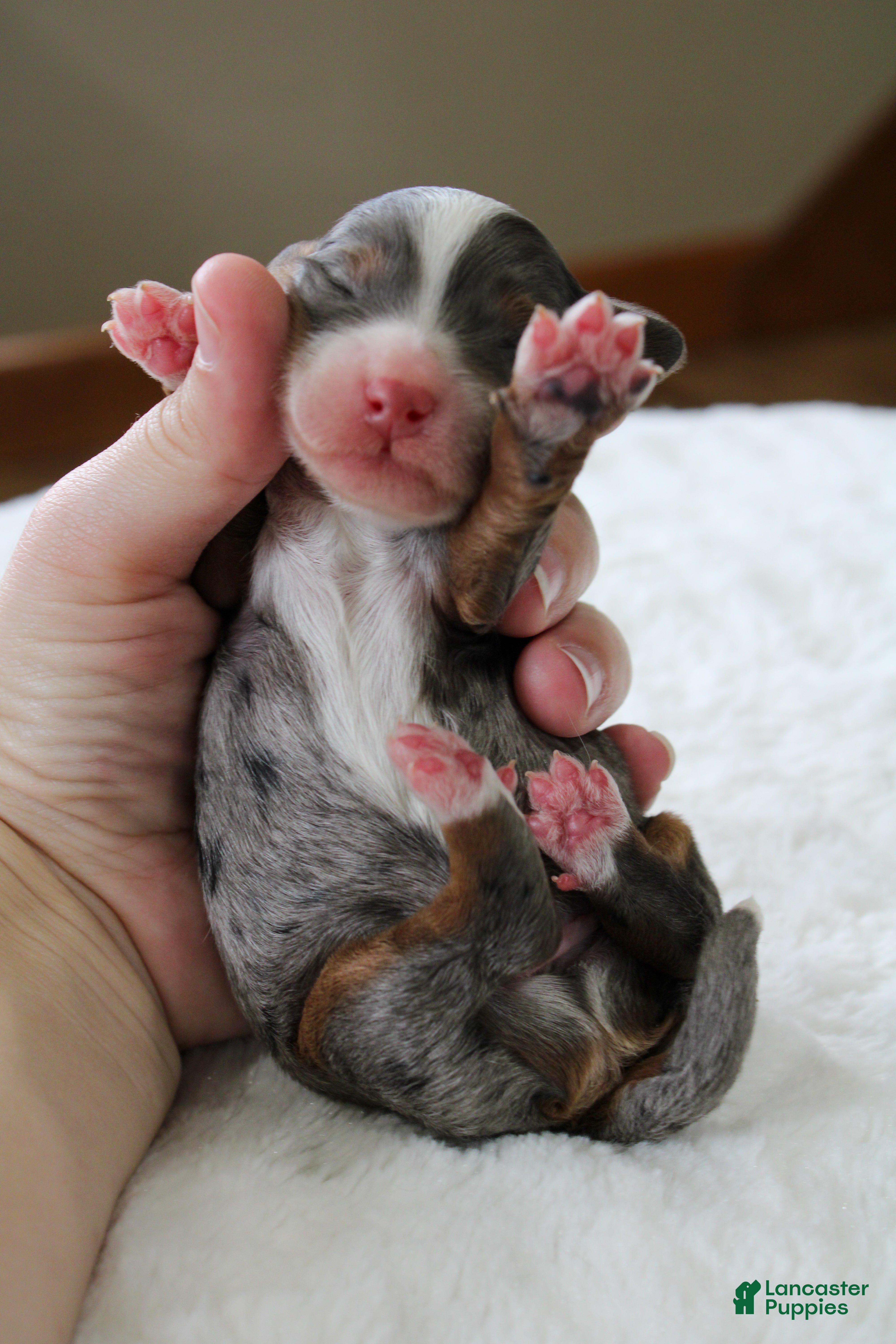 Mini Bernedoodle dogs Rowdy - Ad 1