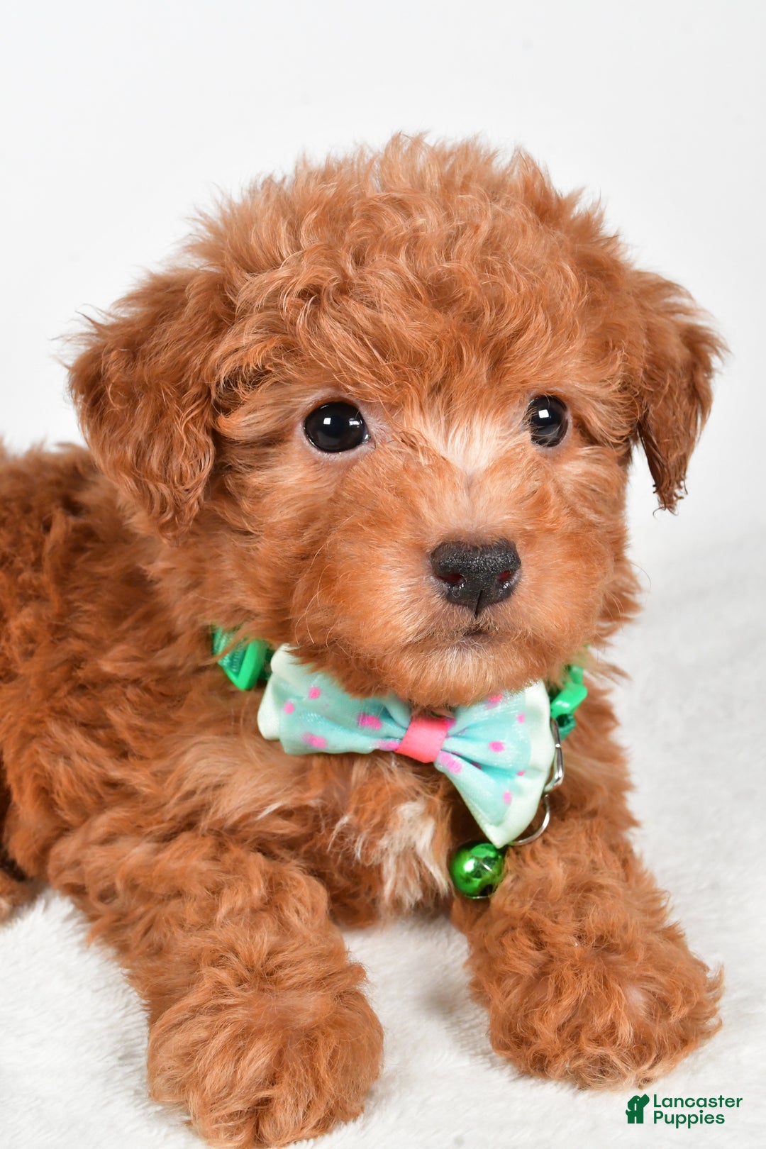 Maltipoo dogs for sale: Shawn f one b - Ad 4