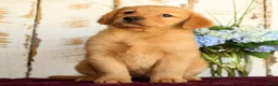 Golden Retriever dogs for sale: Shannon - Ad 13