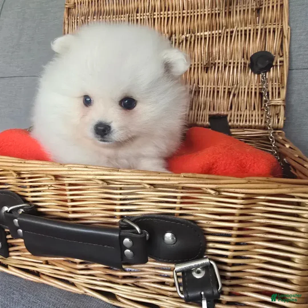 Pomeranian dogs for sale: Pomeranian 7 - Ad 1