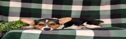 Welsh Corgi Pembroke dogs for sale: Blaze - Ad 4