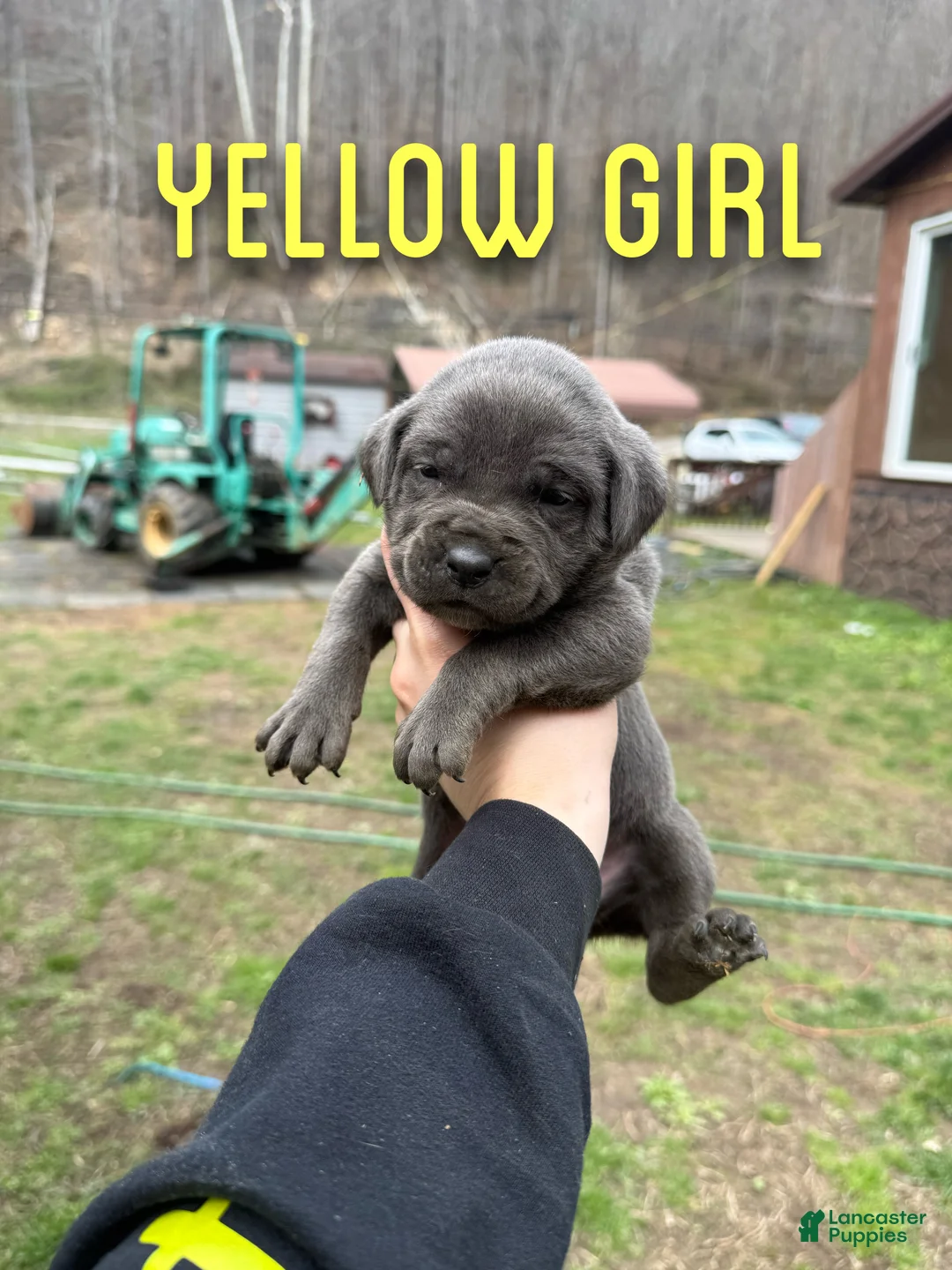 Cane Corso dogs for sale: Cane Corso Puppy 6 - Ad 2