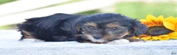 Yorkiepoo dogs for sale: Angie - Ad 5
