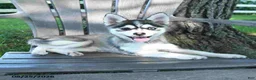 Pomsky dogs for sale: April - Ad 5