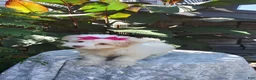 Havanese dogs for sale: Havanese 5 - Ad 4