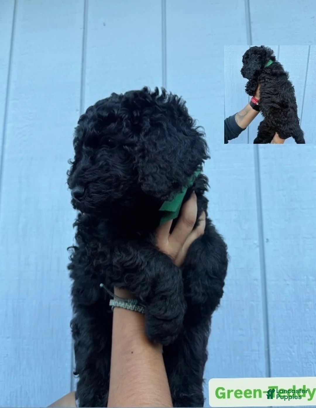 Double Doodle dogs for sale: Teddy - Ad 1