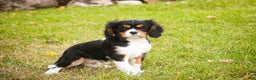 Cavalier King Charles Spaniel dogs for sale: Bert - Ad 4