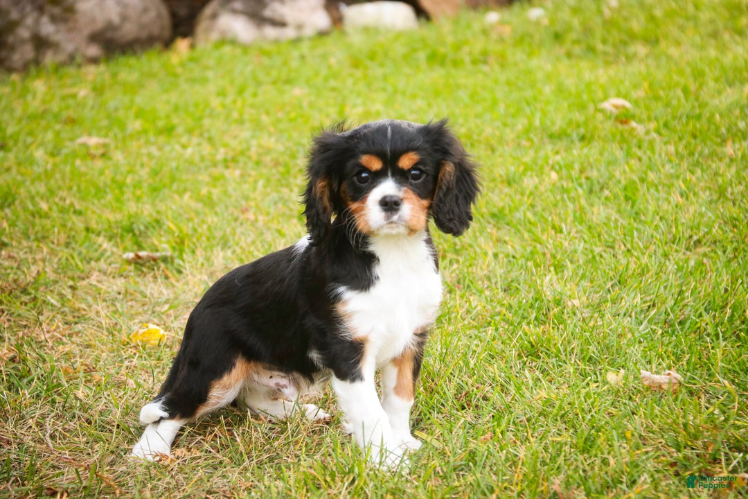 Cavalier King Charles Spaniel dogs for sale: Bert - Ad 4
