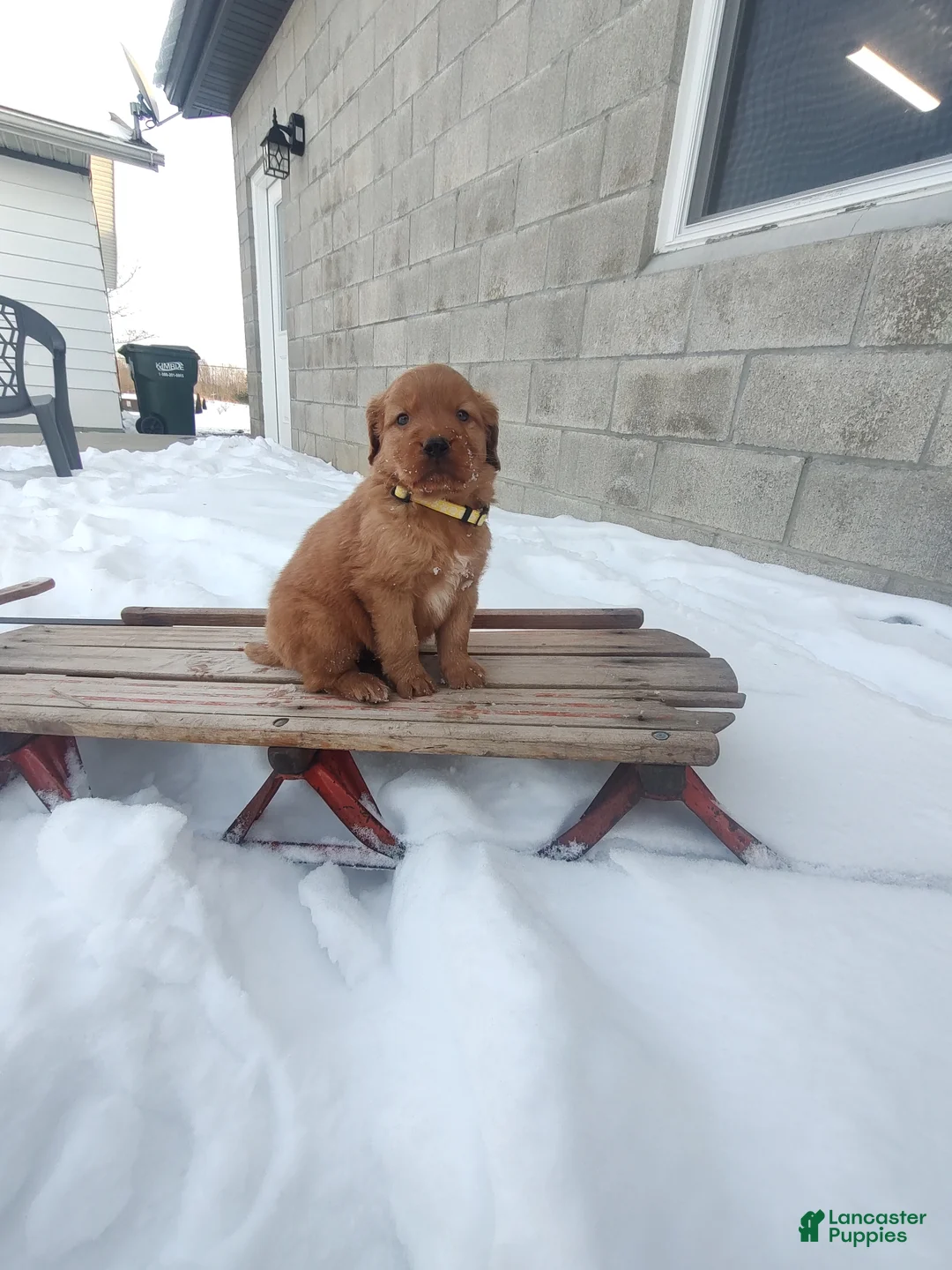 Mixed Breed dogs for sale: Jace - Ad 1