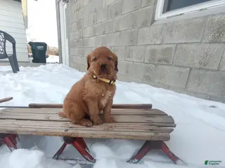 Mixed Breed dogs Jace - Ad 35