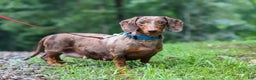Dachshund dogs for sale: Avery - Ad 11