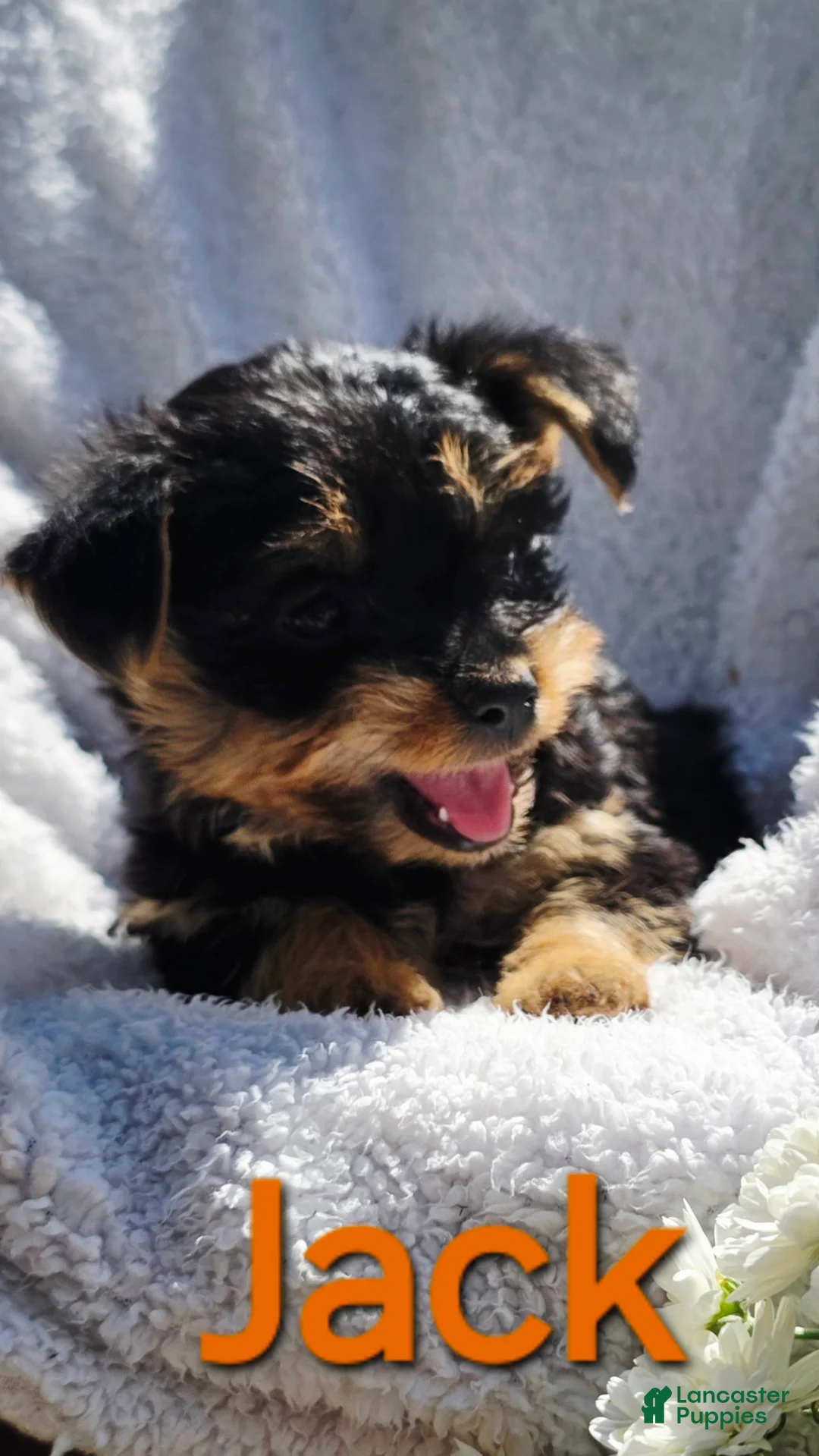 Yorkshire Terrier dogs for sale:  Jack - Ad 1