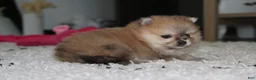 Pomeranian dogs for sale: Honey  - Ad 6
