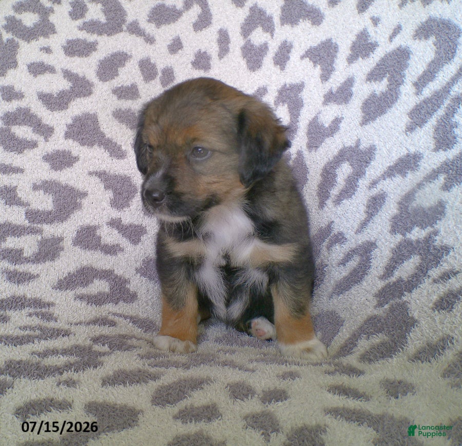 Miniature Australian Shepherd dogs Lila - Ad 1