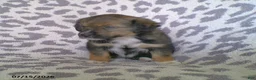 Miniature Australian Shepherd dogs for sale: Lila - Ad 1