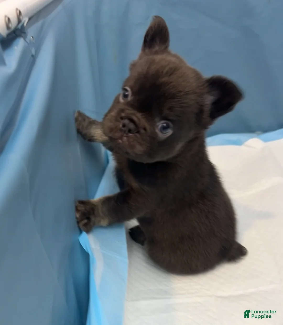 French Bulldog dogs for sale: Bruno - Ad 1