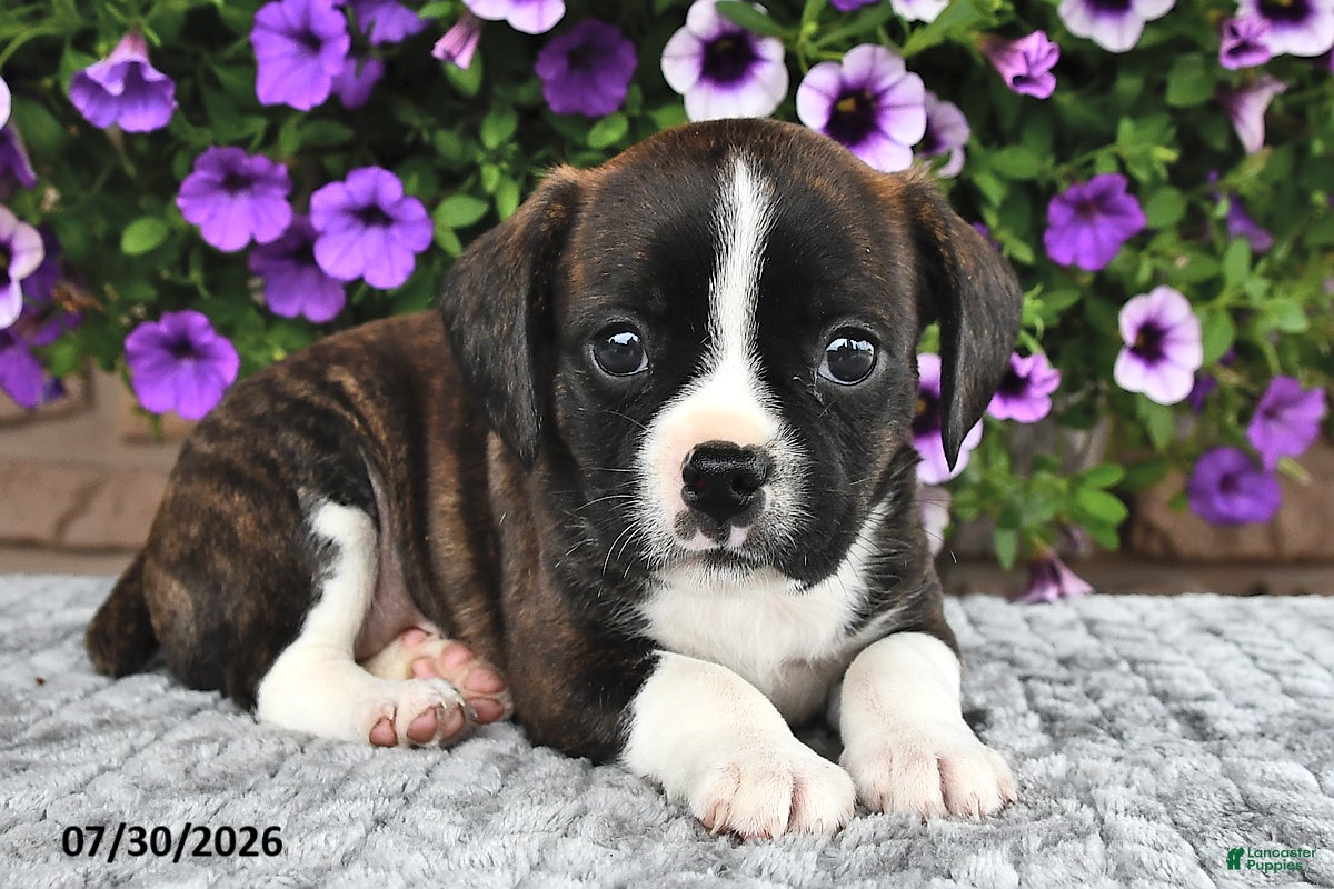 Boston Terrier dogs Smokey - Ad 1
