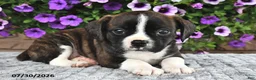 Boston Terrier dogs for sale: Smokey - Ad 1