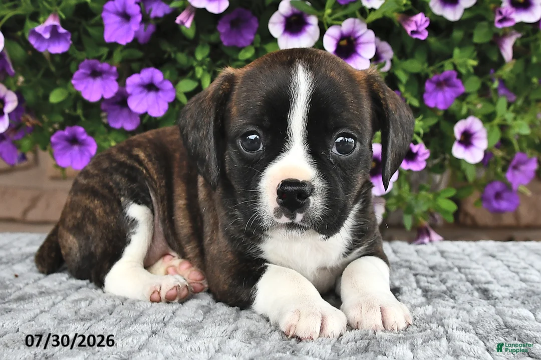Boston Terrier dogs for sale: Smokey - Ad 1