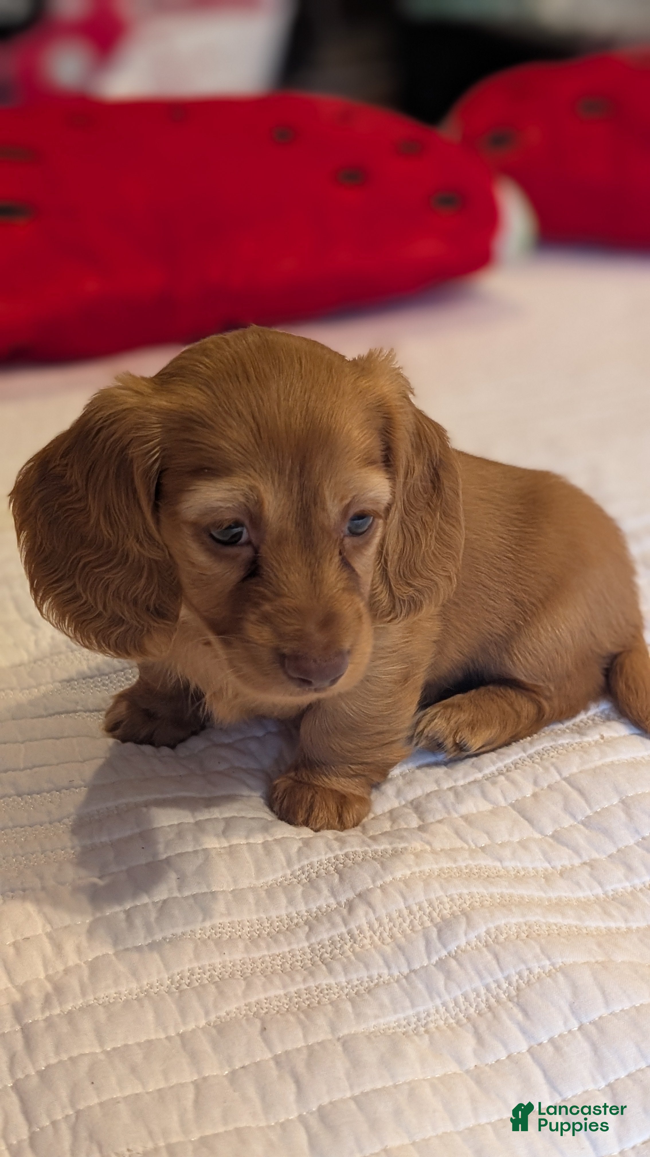 Miniature Dachshund dogs Sunkist - Ad 1