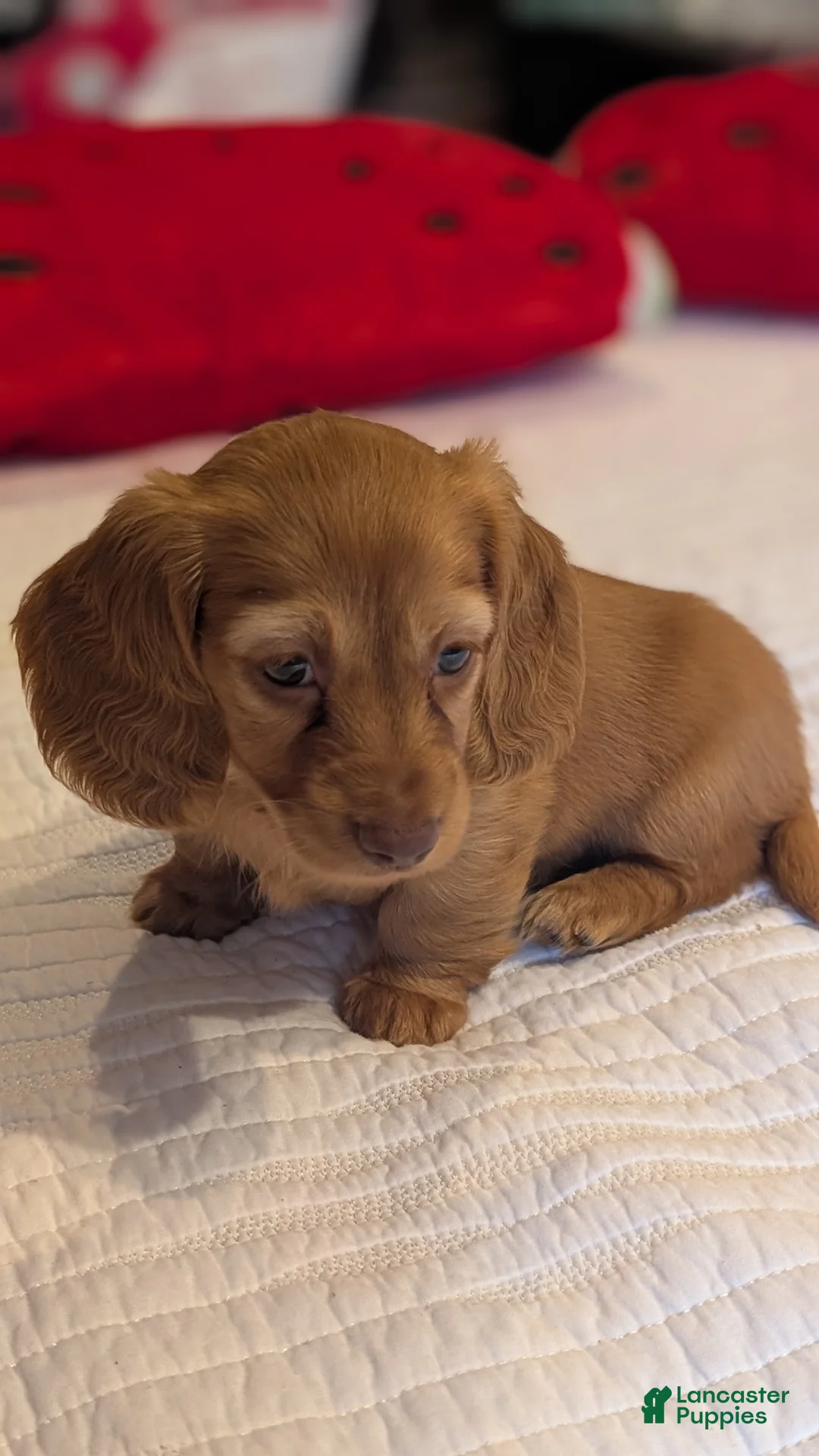 Miniature Dachshund dogs for sale: Sunkist - Ad 1