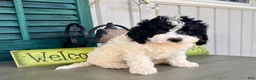 Mixed Breed dogs for sale: Casey - Ad 3