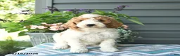 Mini Goldendoodle dogs for sale: Alyssa  - Ad 3