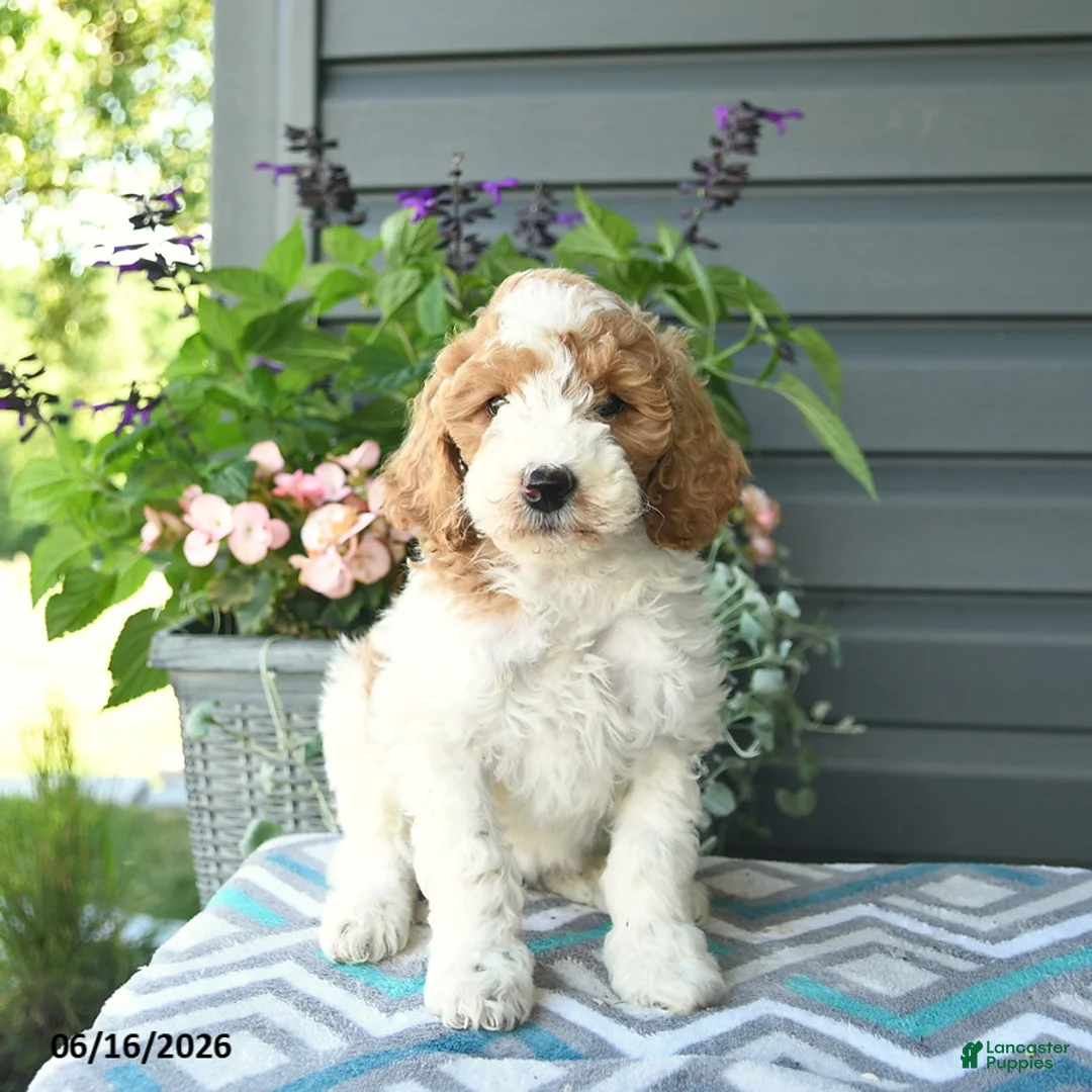 Mini Goldendoodle dogs for sale: Alyssa  - Ad 3