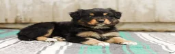 Australian Shepherd dogs for sale: Trisha - Ad 5