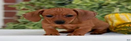 Miniature Dachshund dogs for sale: Butterscotch  - Ad 2