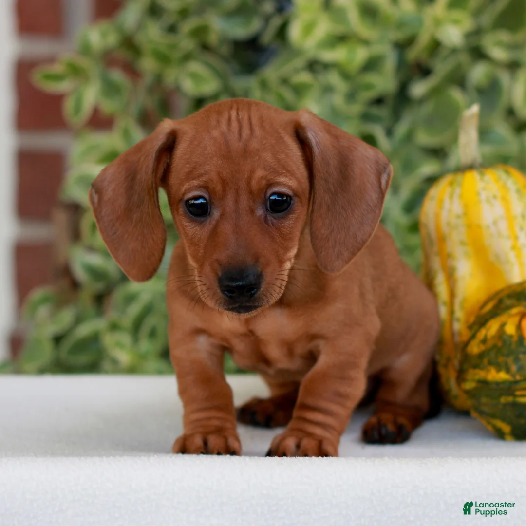 Miniature Dachshund dogs for sale: Butterscotch  - Ad 2
