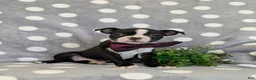 Boston Terrier dogs for sale: Putnam - Ad 3