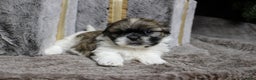 Shih Tzu dogs for sale: Sadie - Ad 3