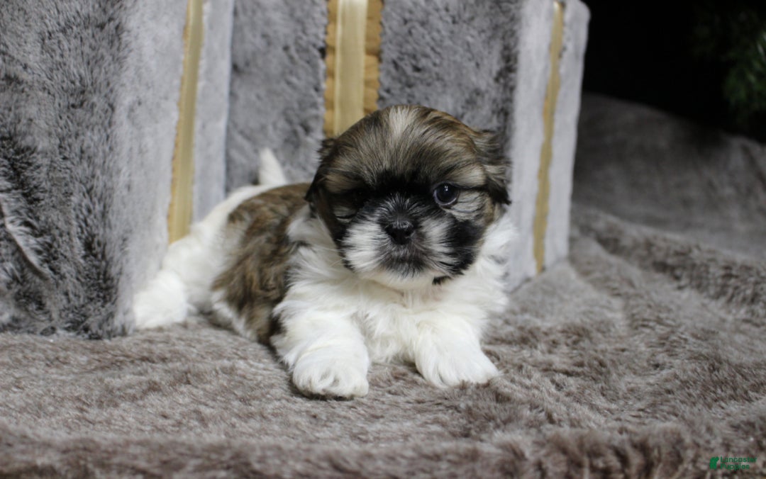 Shih Tzu dogs for sale: Sadie - Ad 3