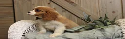 Cavalier King Charles Spaniel dogs for sale: Charlie - Ad 3