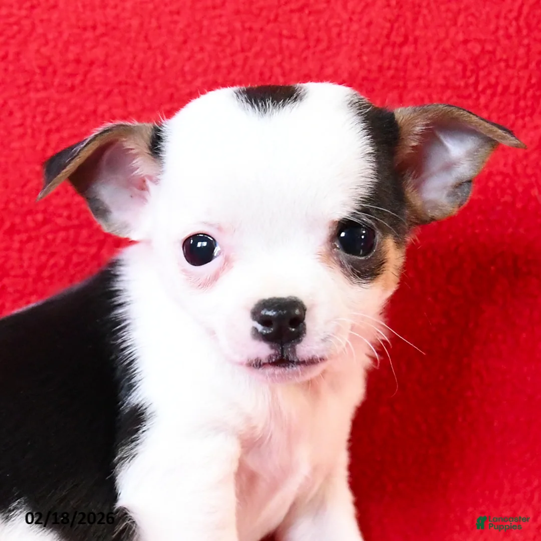 Chihuahua dogs for sale: Nico - Ad 3