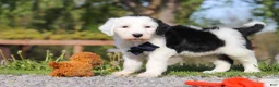 Sheepadoodle dogs for sale: Bentley - Ad 3