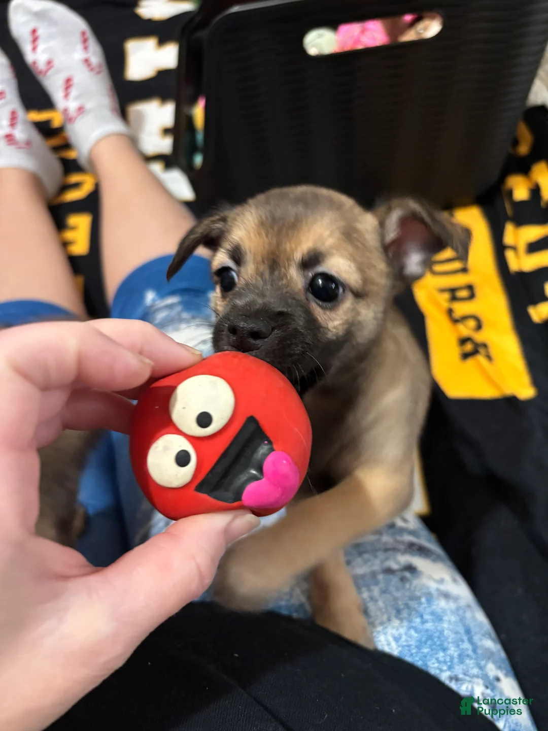 Chihuahua dogs for sale: Chihuahua Puppy 1 - Ad 18