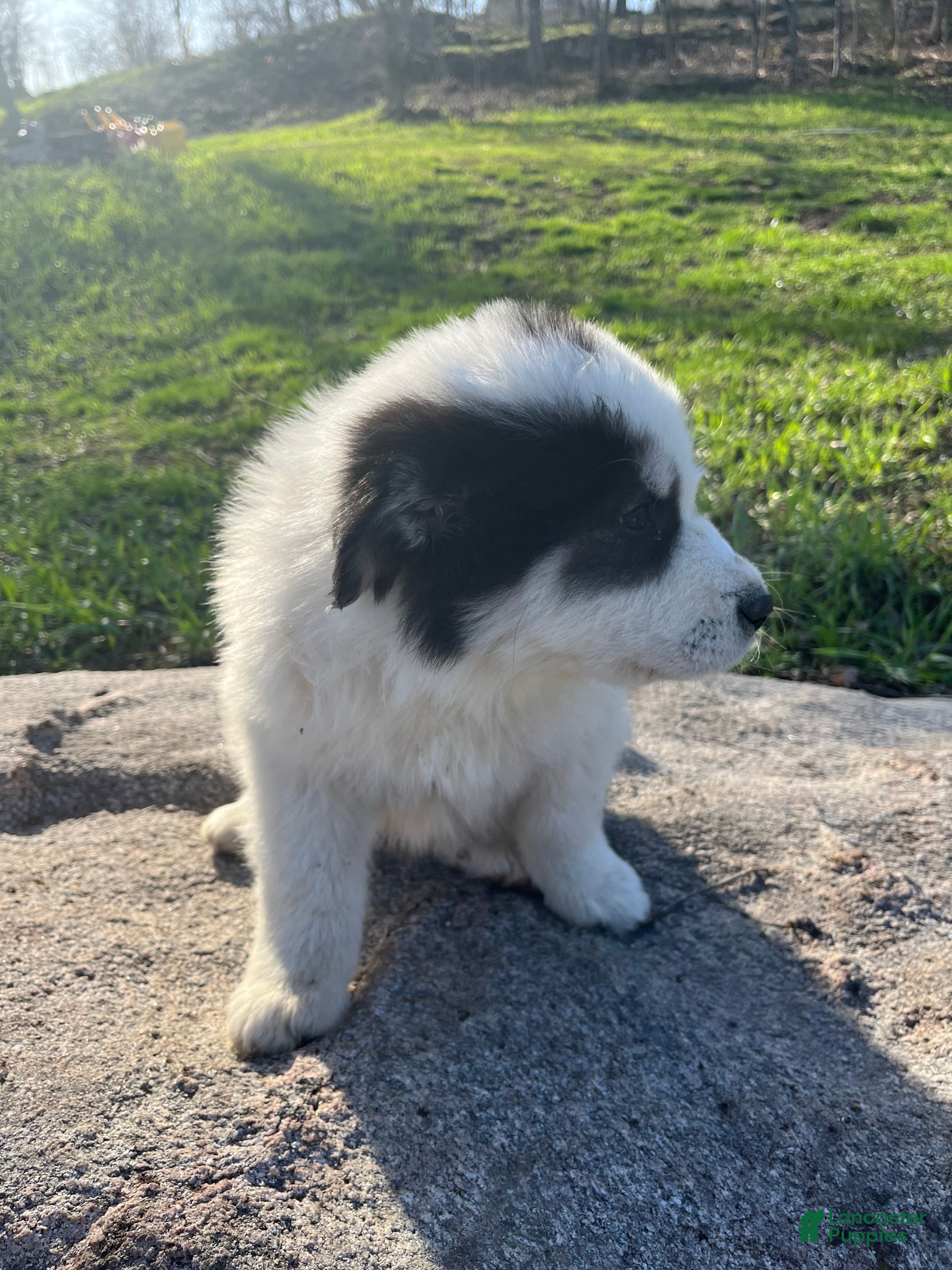 Great Pyrenees dogs  Buck - Ad 19