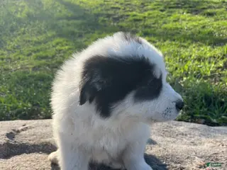 Great Pyrenees dogs Buck - Ad 19